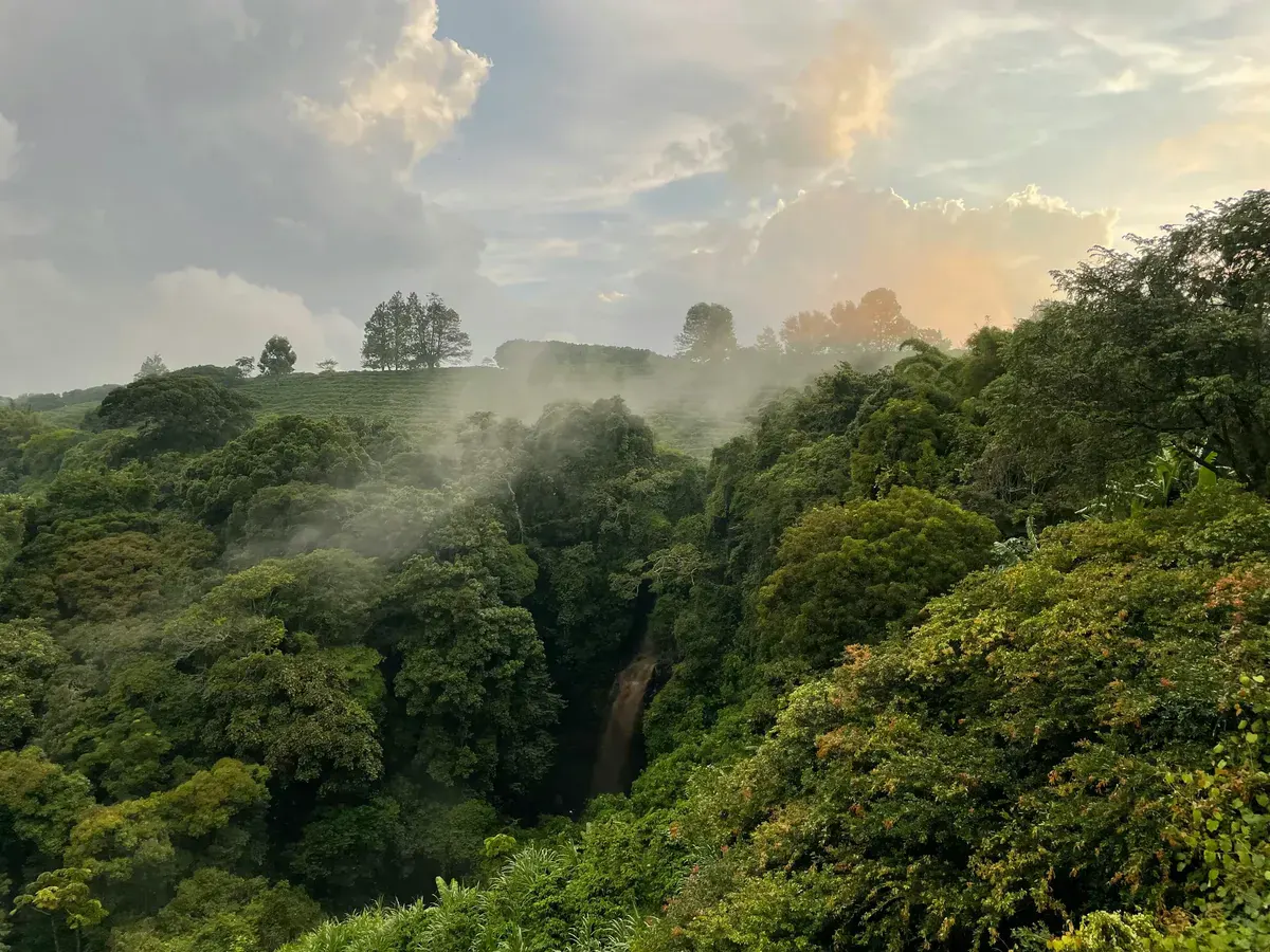 Nyungwe Forest canopy walkway in Rwanda