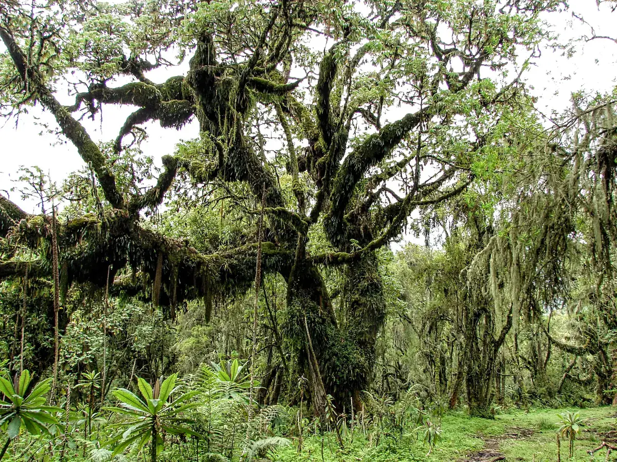 A solitary acacia tree on the Akagera savannah