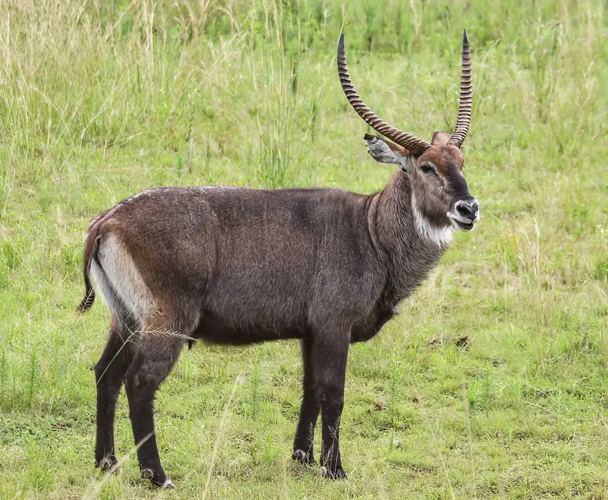 A bushbuck antelope in Akagera National Park