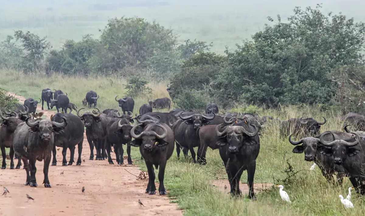 A Cape buffalo in Akagera National Park, Rwanda