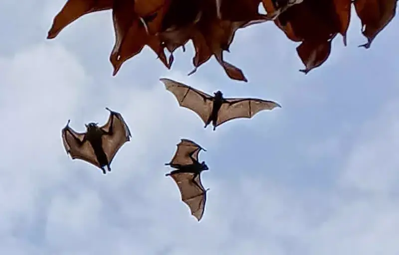 Fruit bats hanging in the trees of Napoleon Island, Lake Kivu