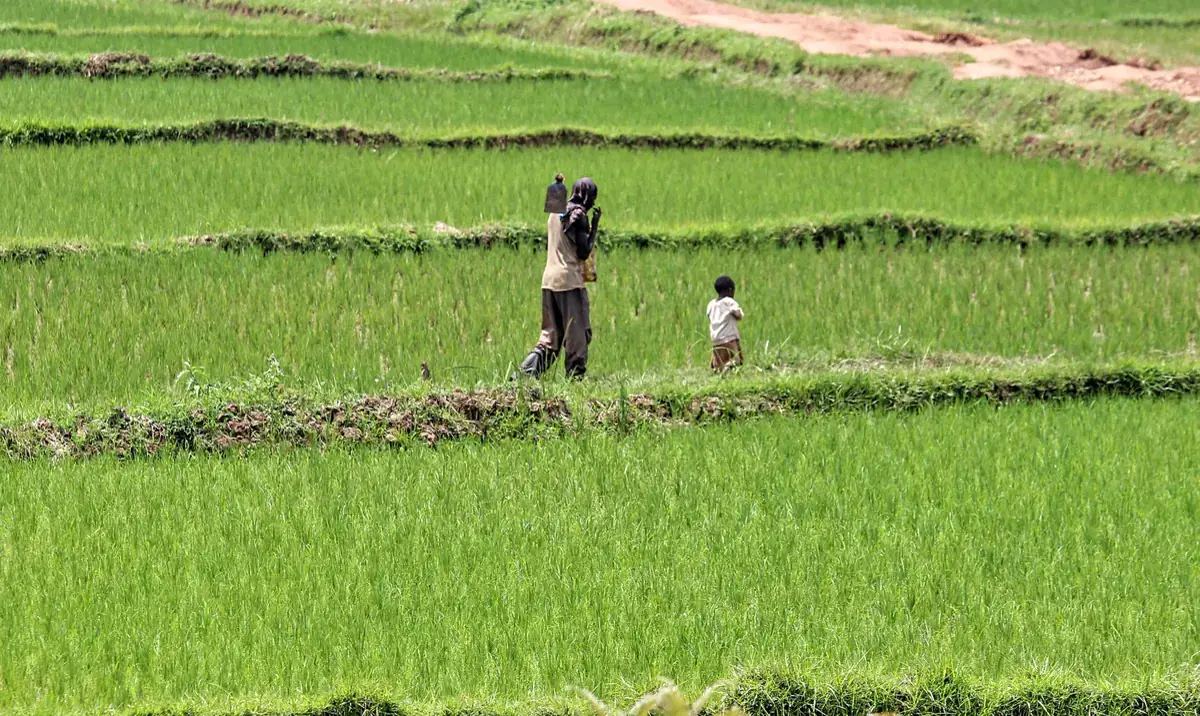 Terraced fields on a Rwandan hillside