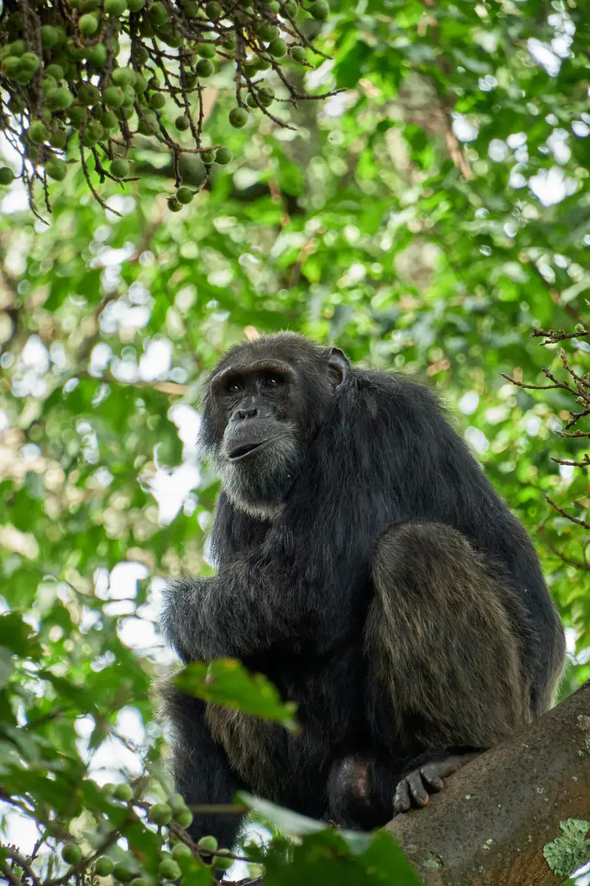 A chimpanzee resting in the canopy of Nyungwe Forest