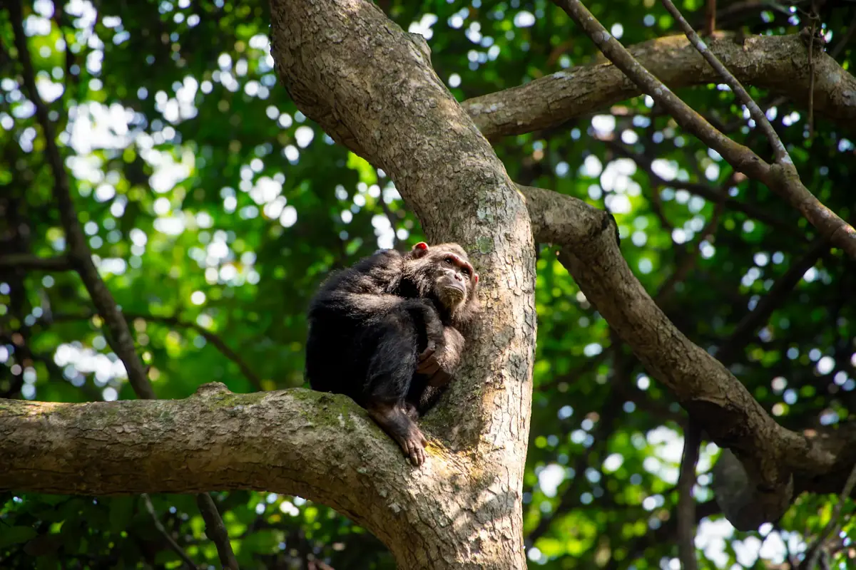 A chimpanzee in Nyungwe Forest, Rwanda