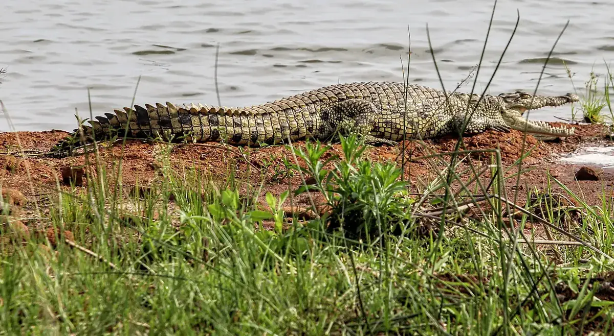 A Nile crocodile sunning on the banks of Lake Ihema