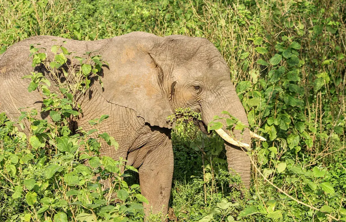 A wild elephant in Akagera National Park