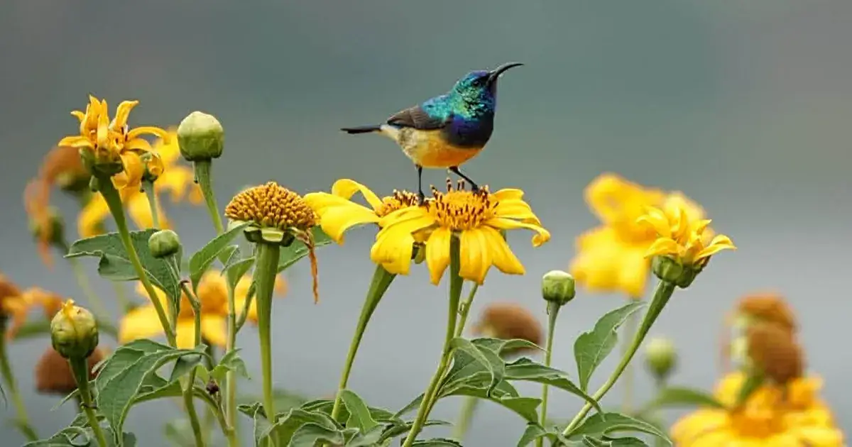 A sunbird perched on a tropical flower in Rwanda