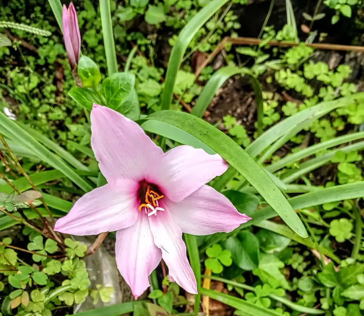 A wildflower from Rwanda’s rainforest understorey