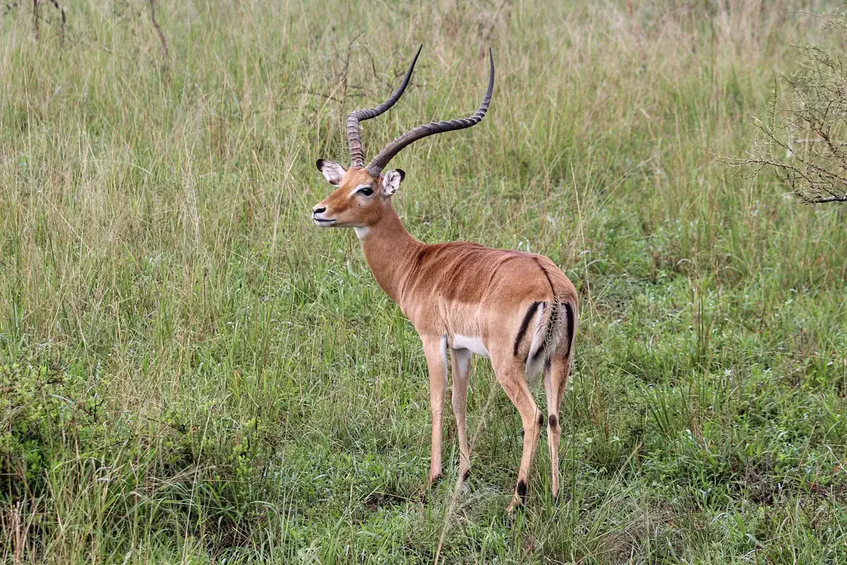 An impala on the savannah of Akagera