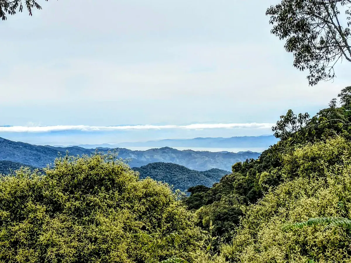Misty hills of Nyungwe rainforest