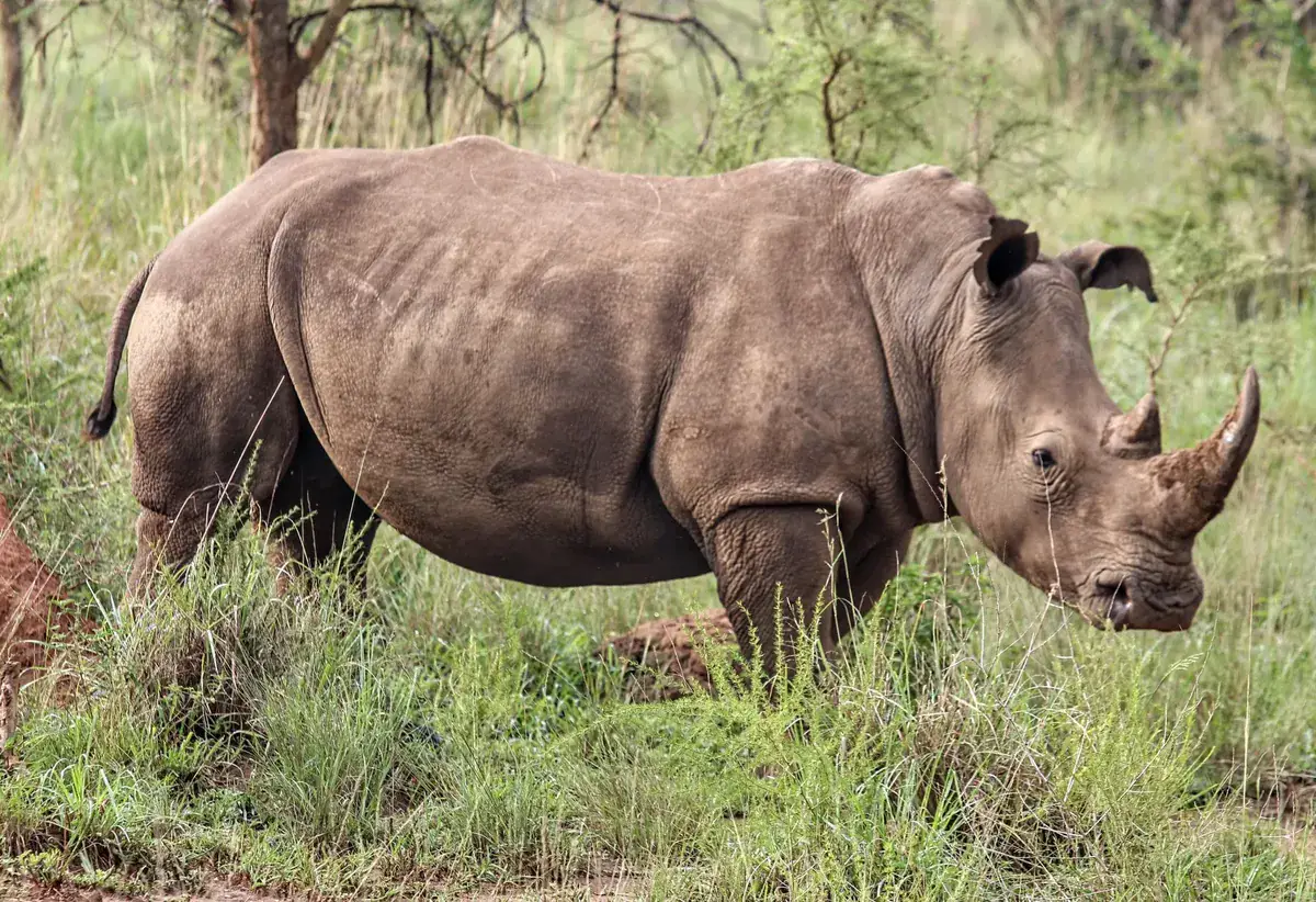 A black rhinoceros in Akagera National Park