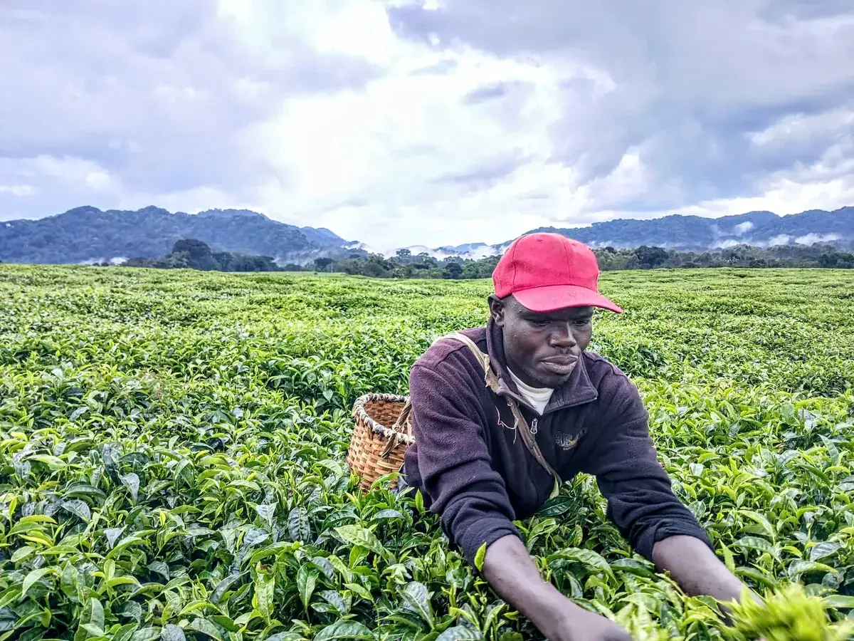 Rolling tea plantations in the hills of Rwanda