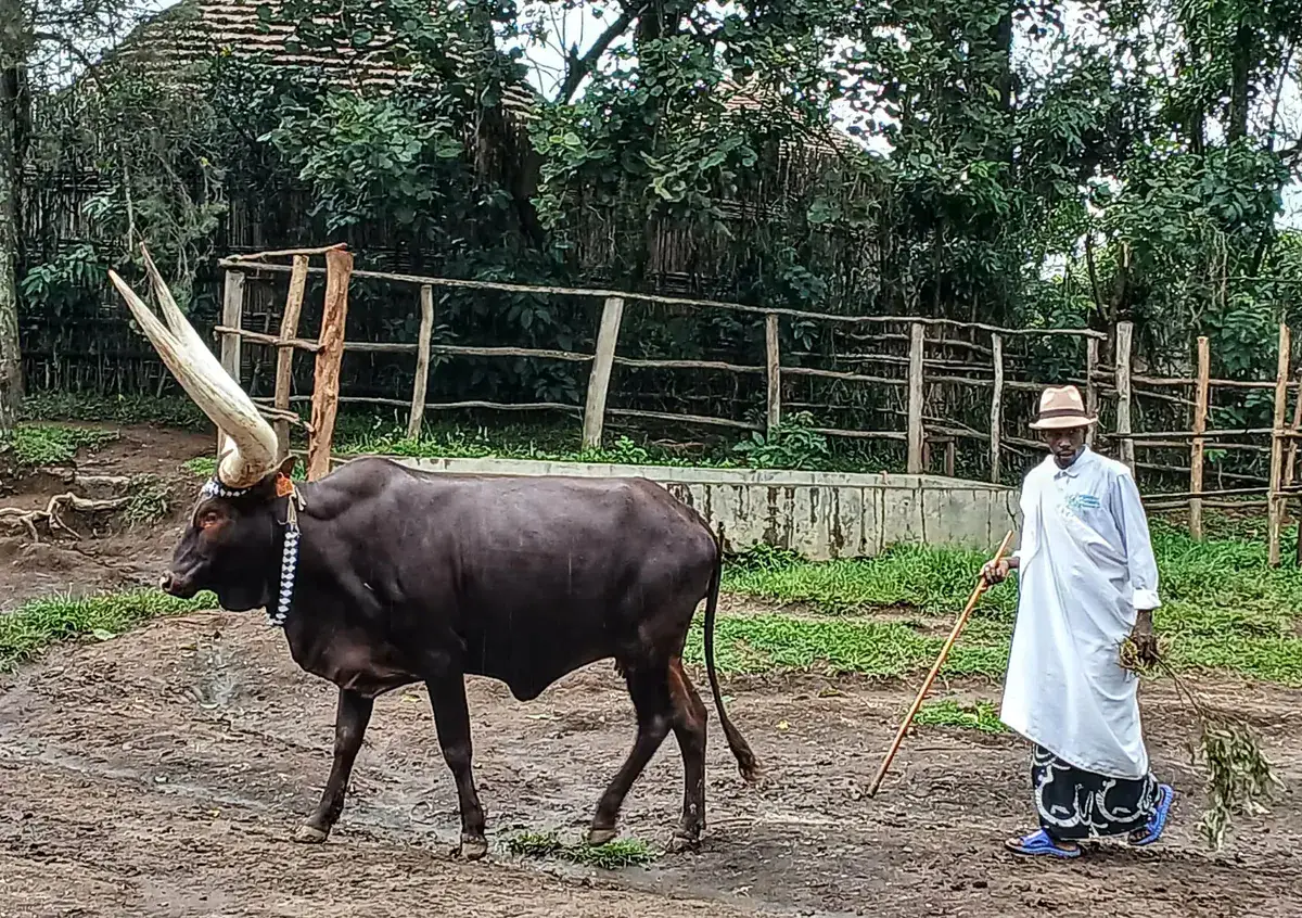 An Inyambo long-horned cow at the royal palace of Nyanza