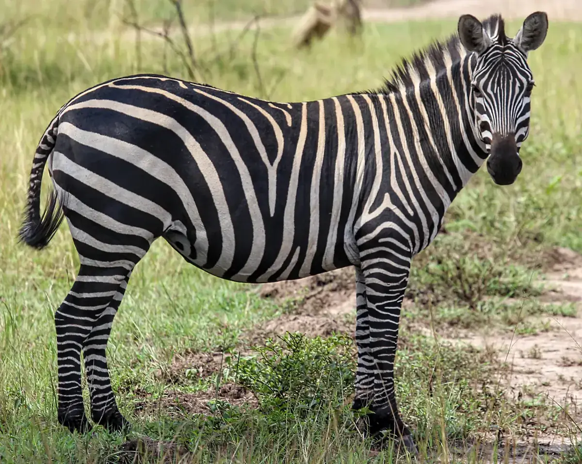 A herd of zebras grazing on the savannah of Akagera
